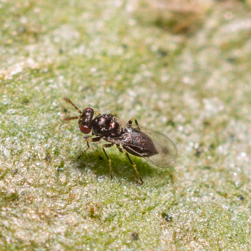 Adult female Tamarixia triozae (Our most effective good bug)
